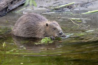 Scots encouraged to report sightings and signs of beavers for Tayside population survey