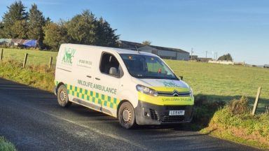 Deer left for dead on Aberdeenshire road after being struck by vehicle