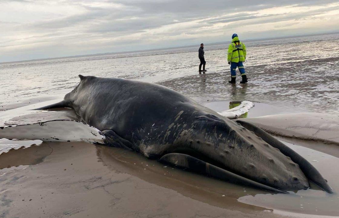 Humpback whale stranded on beach near Southerness in rare incident in Dumfries and Galloway