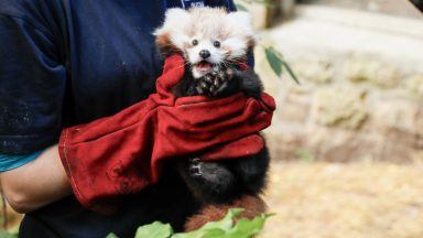 Red panda cub makes heart-melting first appearance at Edinburgh Zoo