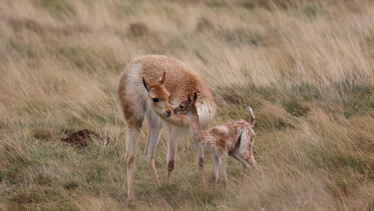 Vicuna's are native to Argentina, Bolivia, Chile, Ecuador and Peru.