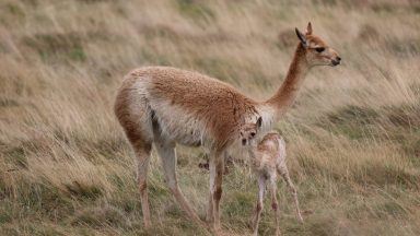 Highland Wildlife Park celebrates birth of first ever ‘adorable’ baby vicuna