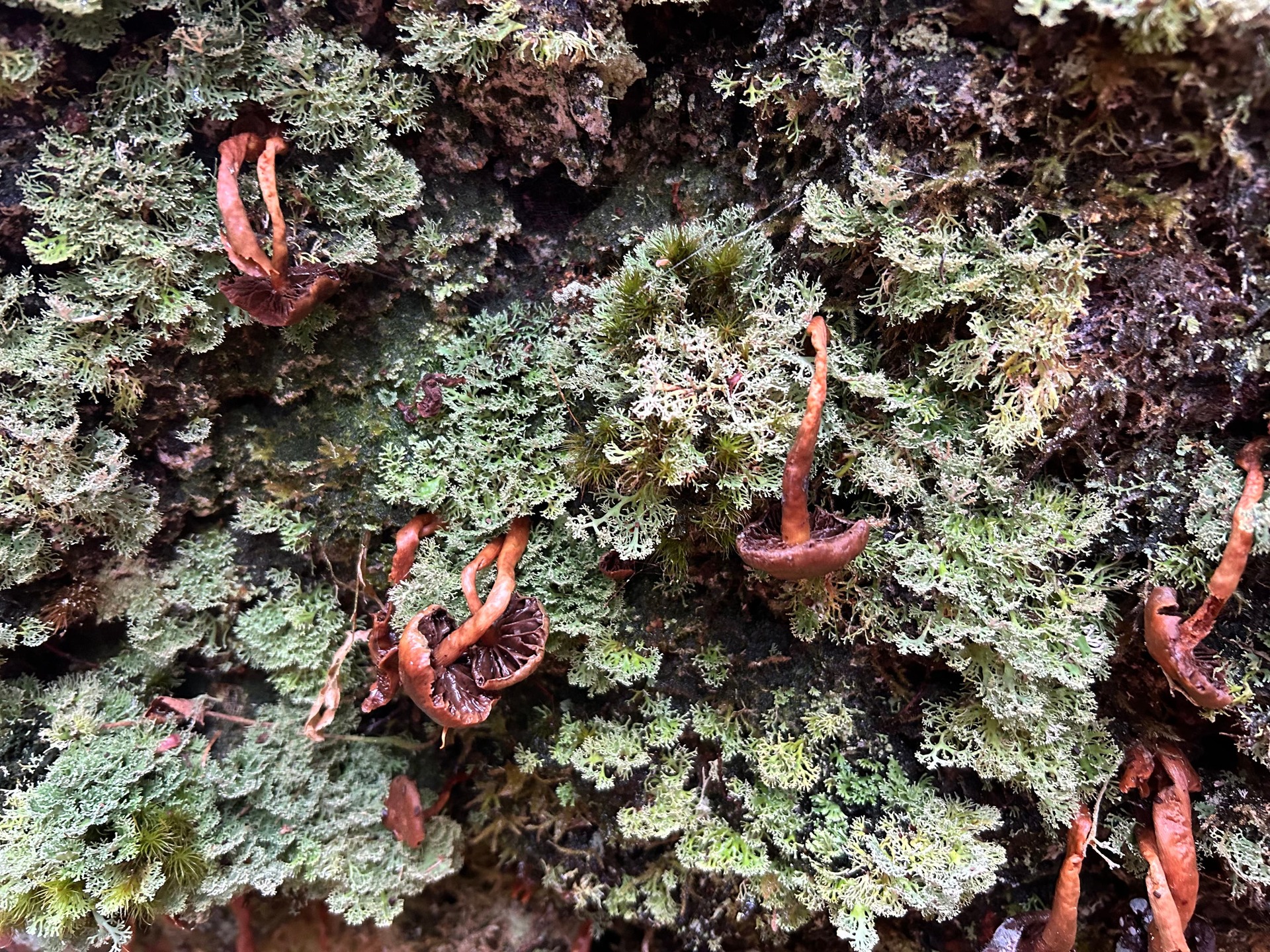 Epiphytes growing on the Skipinnish Oak (Woodland Trust/PA). 