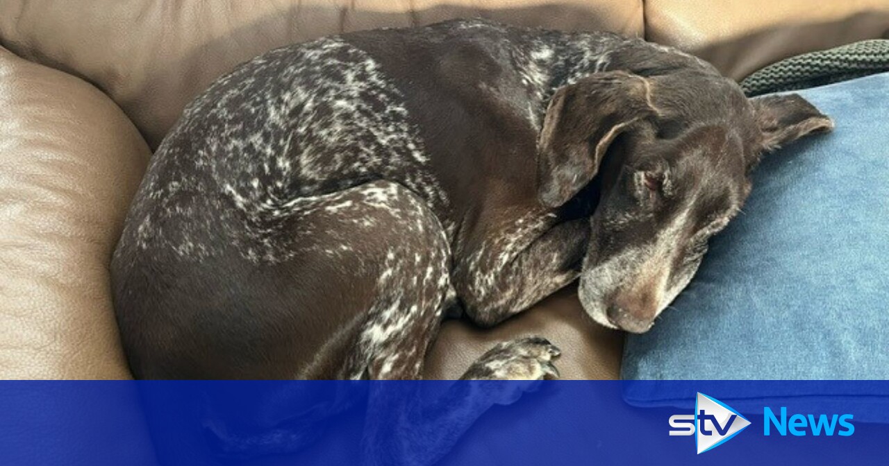 Dog owner recalls moment three dogs attacked his pets after fatal mauling