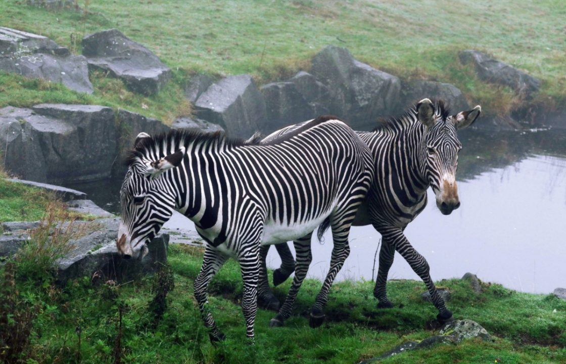 Edinburgh Zoo welcomes arrival of endangered zebra