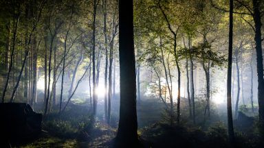 Enchanted Forest in Pitlochry returns to offer ‘symphony of nature’ to visitors