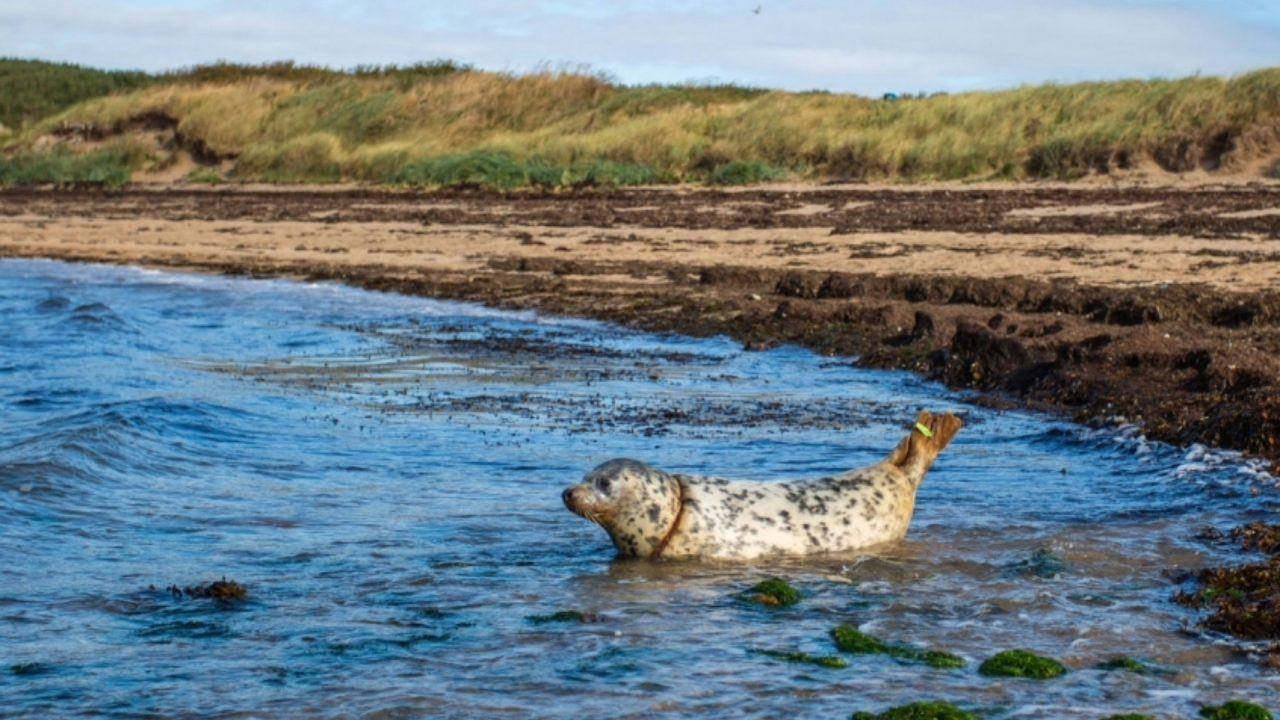 Ariel the grey seal makes miraculous recovery after nearly being decapitated by fishing line