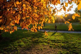 Glasgow residents asked to clean up fallen leaves to support council teams