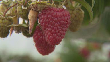 Scotland’s raspberry industry under threat, say scientists