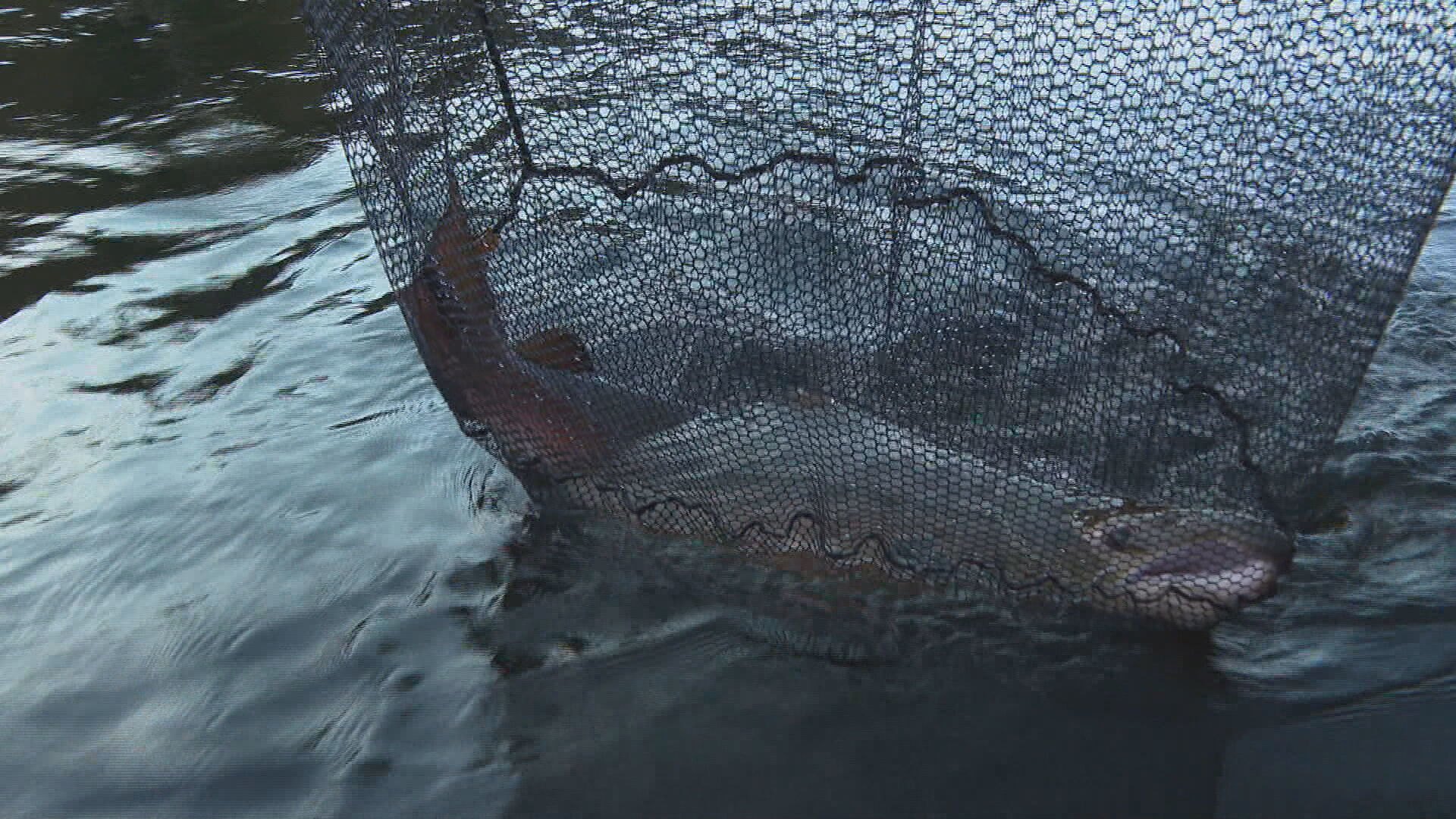 Atlantic salmon have faced challenges due to climate change