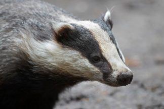 McTaggart and Mikel Group fined after damaging badger set while clearing land