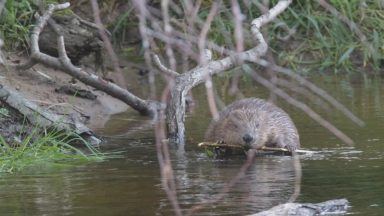 Scots urged to report beaver sightings for new population survey