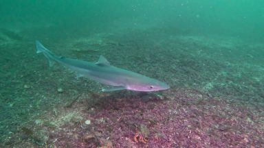 Report pinpoints where in Scotland’s waters do sharks, skates and rays live