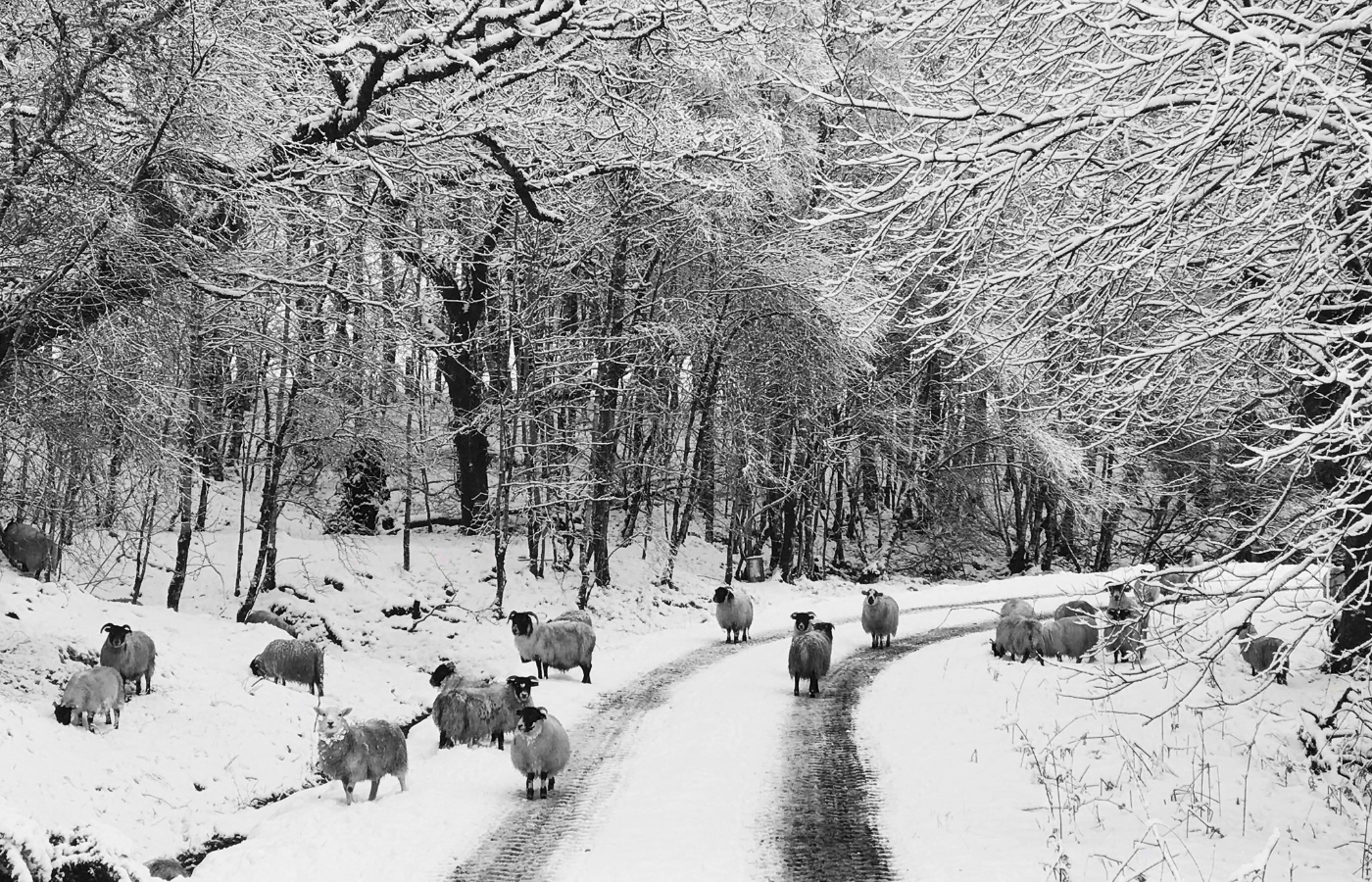 Sheep in the snow in Spean Bridge.