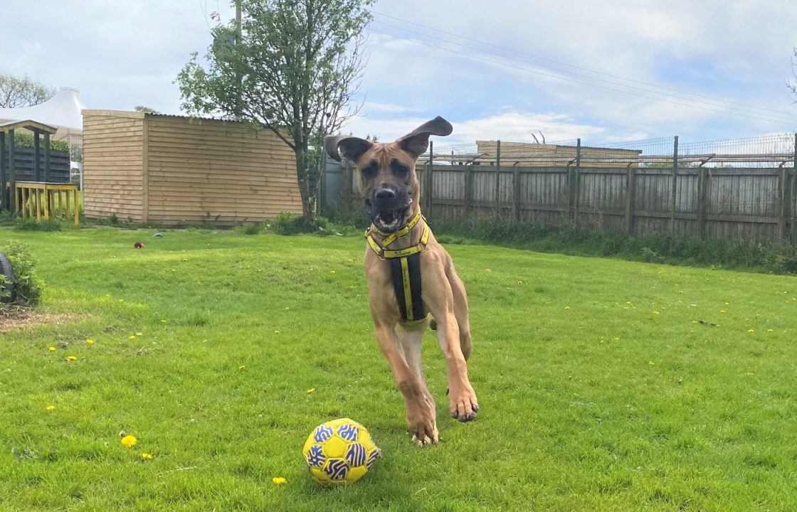 Dog that 'weighs same as baby hippo' looking for forever home | STV News