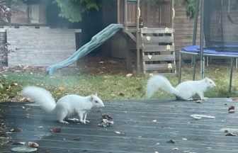 Rare white squirrels become regular visitors to Edinburgh garden 