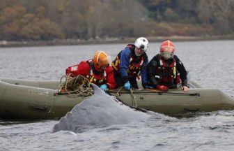 Humpback whale rescued from Loch Fyne after getting tangled in creel lines