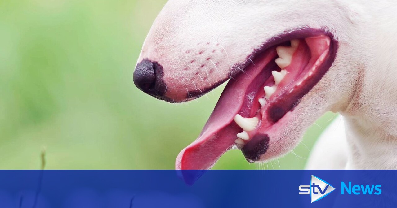 Dog bit off pizza delivery driver’s ear and left bit of tooth in woman’s leg during attacks