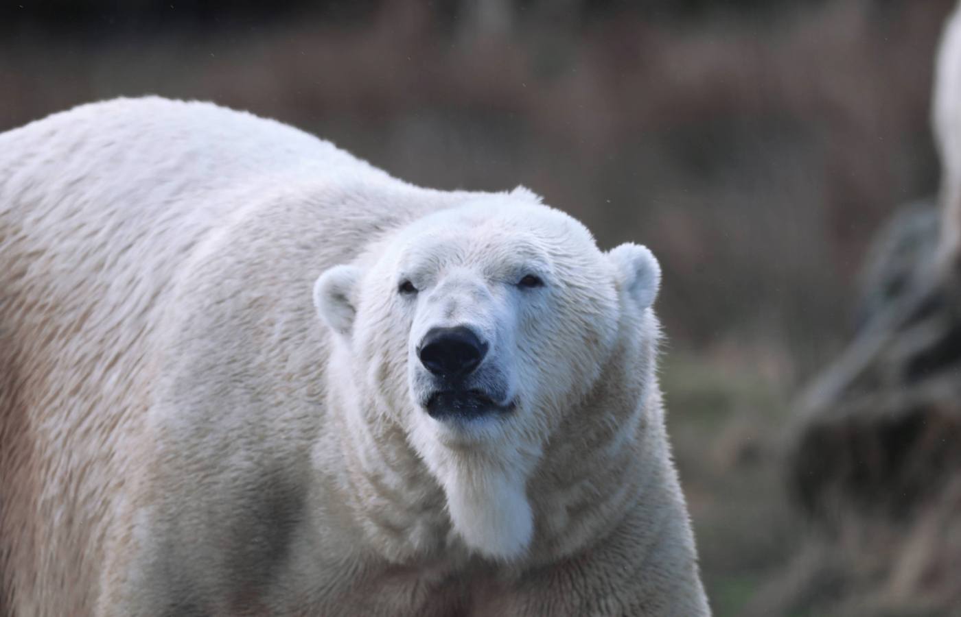 Arktos is a male polar bear from Highland Wildlife Park, the only place polar bears can be seen in Scotland today.