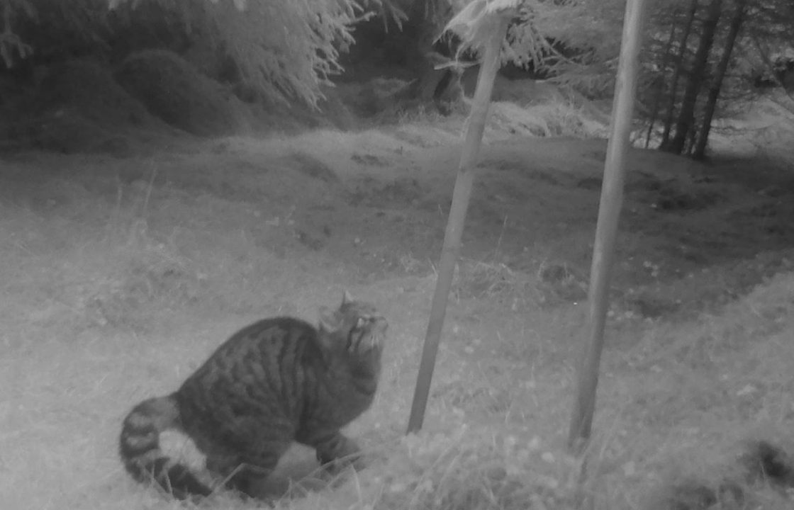 Aberdeenshire wind farm searching for wildcat expert to protect endangered species