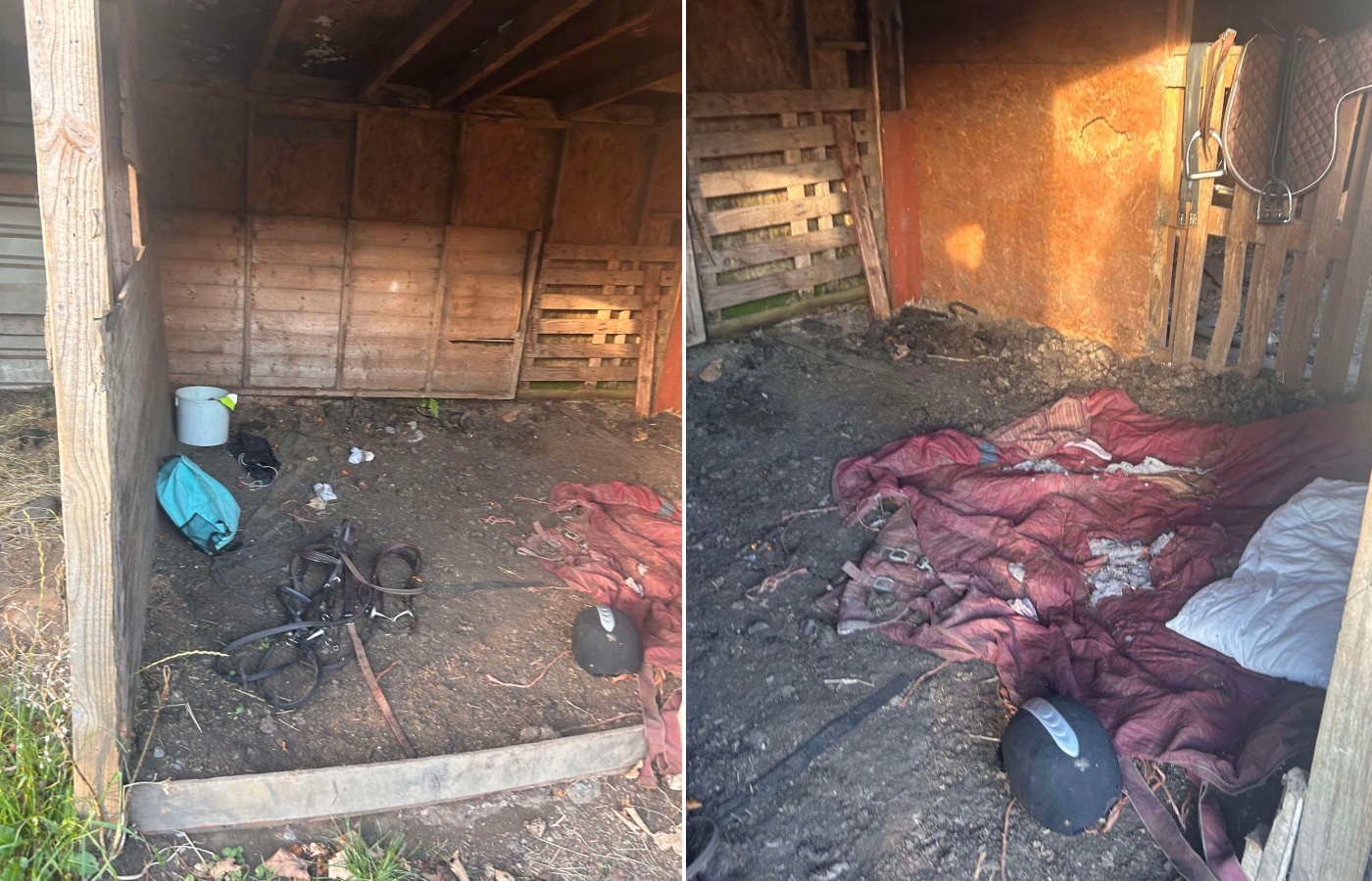 According to the owners, the ponies were left in a disused shed in Hallglen.