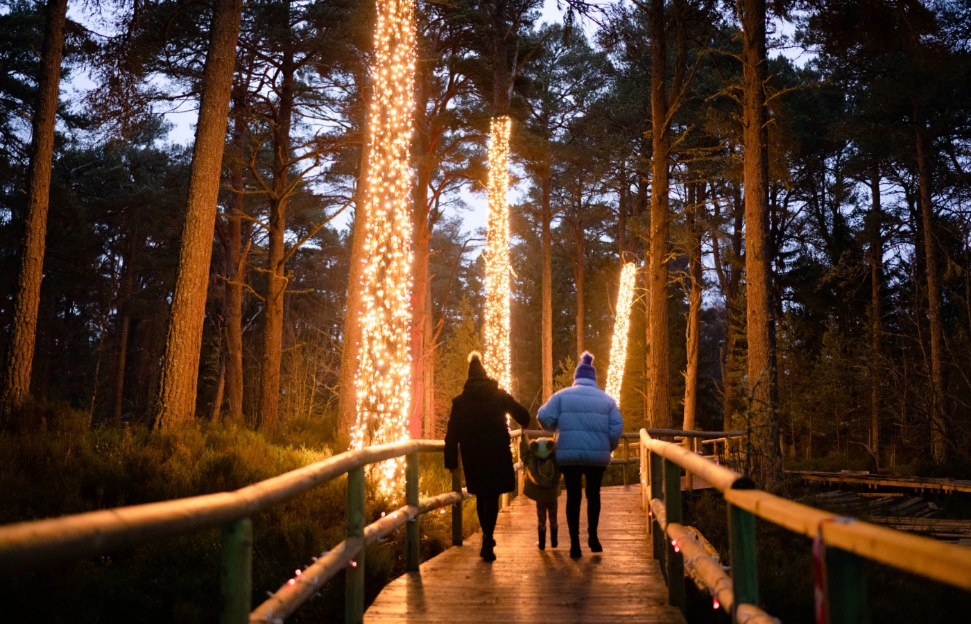 Over 50,000 lights will shine at the Landmark Forest Adventure Park at Carrbridge.