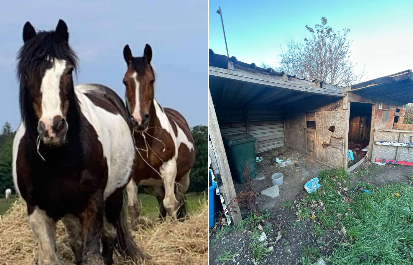 Ponies stolen and abandoned in shed in Falkirk