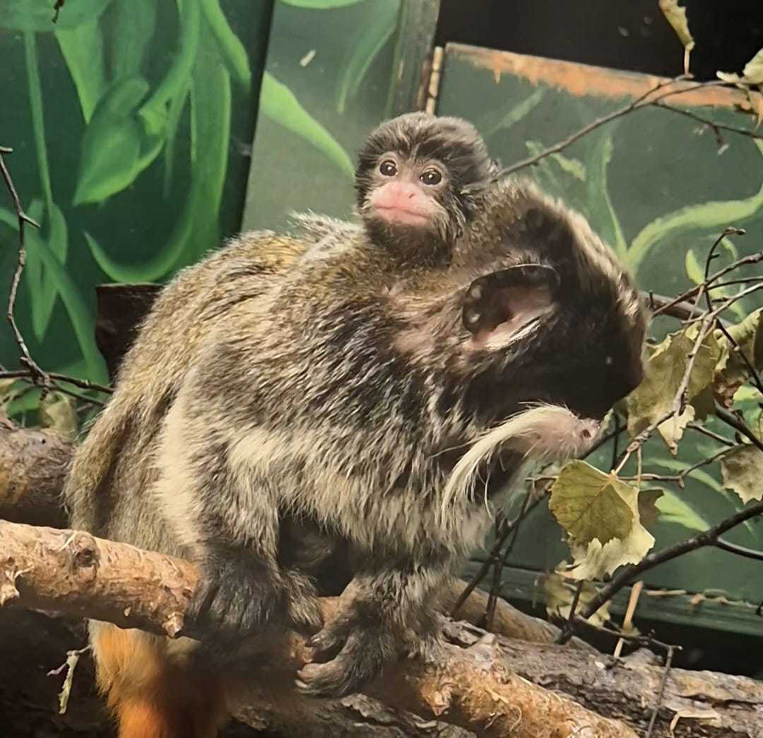 Amazonia has welcomed a baby emperor tamarin to its collection of primates.