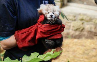 Bonfire Night fireworks blamed for death of red panda kit at Edinburgh Zoo