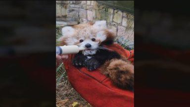 Zoo calling for fireworks ban after panda death