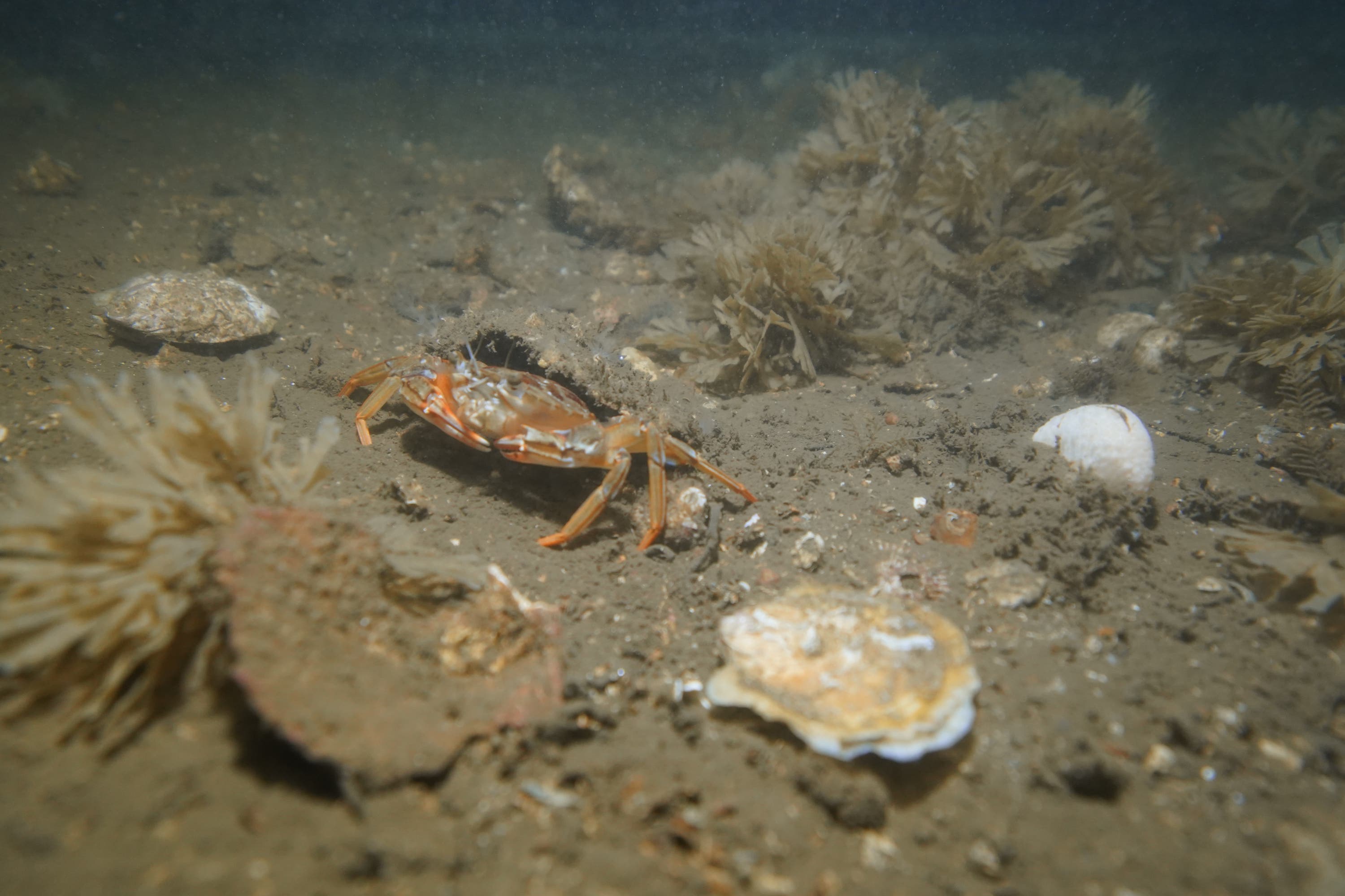 The oysters were reintroduced last year (Heriot Watt Dive Team/PA). 