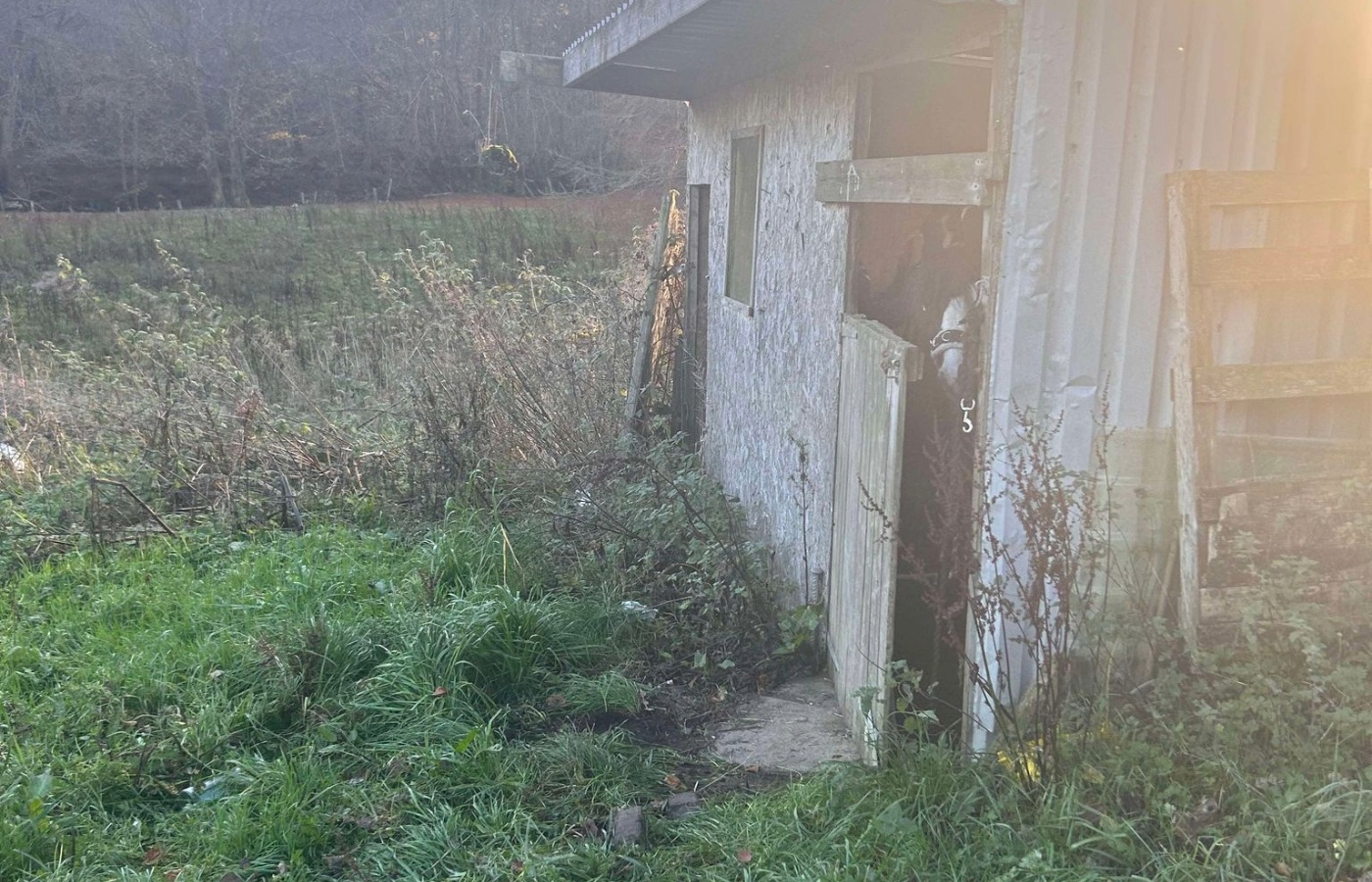 According to the owners, the ponies were left in a disused shed in Hallglen.