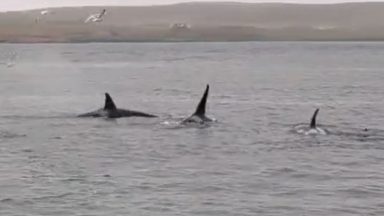 Shocked workers spot pod of Orcas swimming off Shetland’s coast