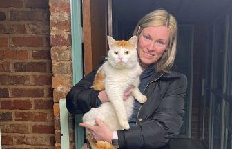 Cat missing from North Lanarkshire home found 300 miles away in Coventry