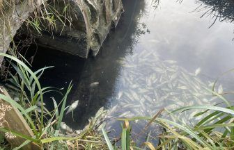 ‘I’ve never seen anything like it’ say anglers after hundreds of dead fish found in West Lothian loch