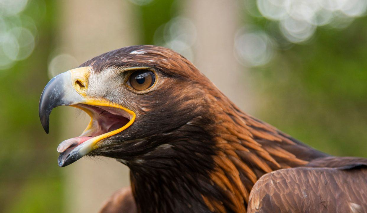 Golden eagle died after ‘wind turbine strike’, investigation finds