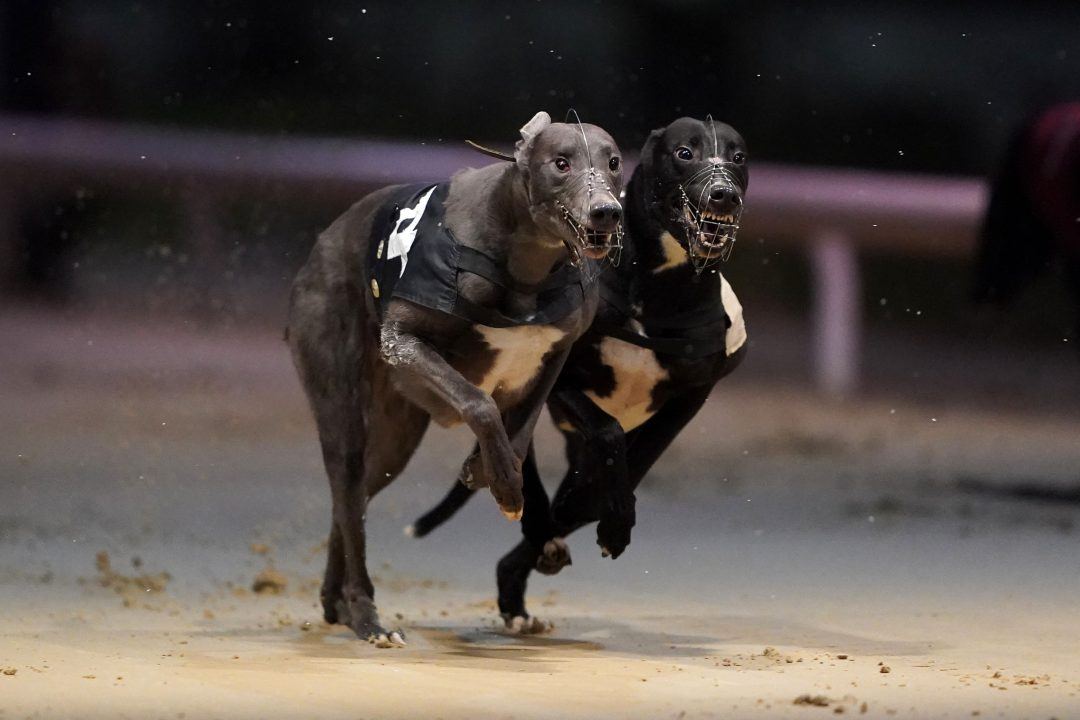 MSPs back improved welfare measures over ban on greyhound racing