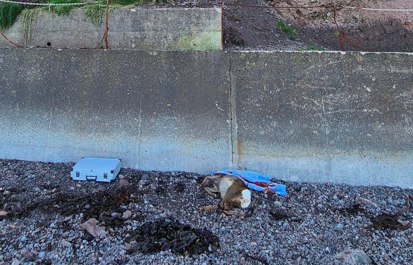 The deer was found at a beach in Crovie on Sunday. 