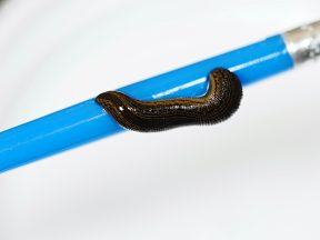 Great suck-cess! Scottish breeding programme sees first baby leeches born