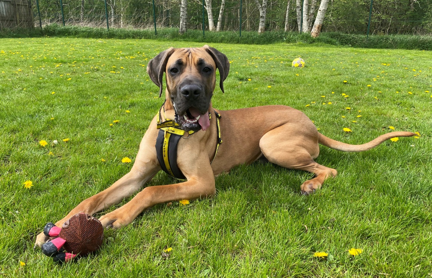 The Great Dane Crossbreed named Harley.