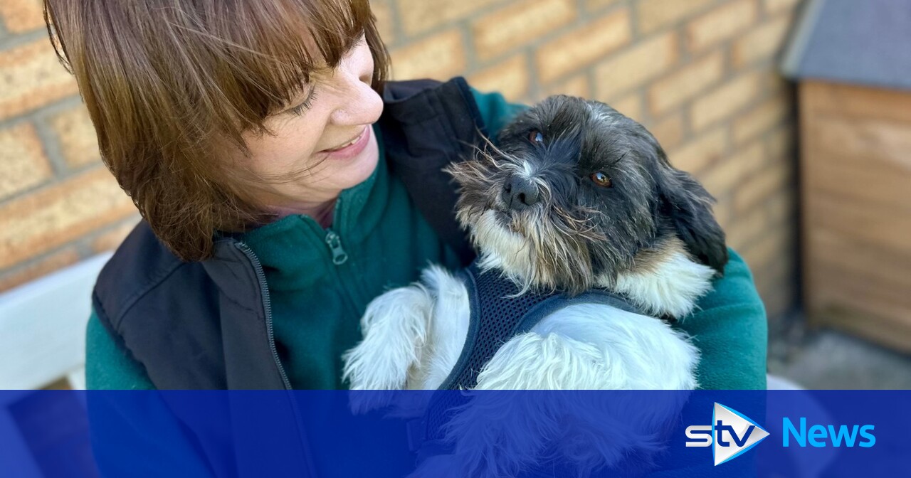 Edinburgh Dog and Cat Home experiencing record-breaking demand for services over past year