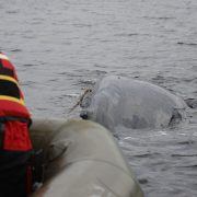 Humpback whale rescued from Loch Fyne after getting tangled in creel ...