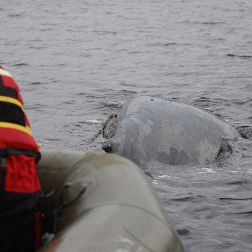 British Divers Marine Life Rescue responded to calls about a humpback whale in trouble in Loch Fyne.