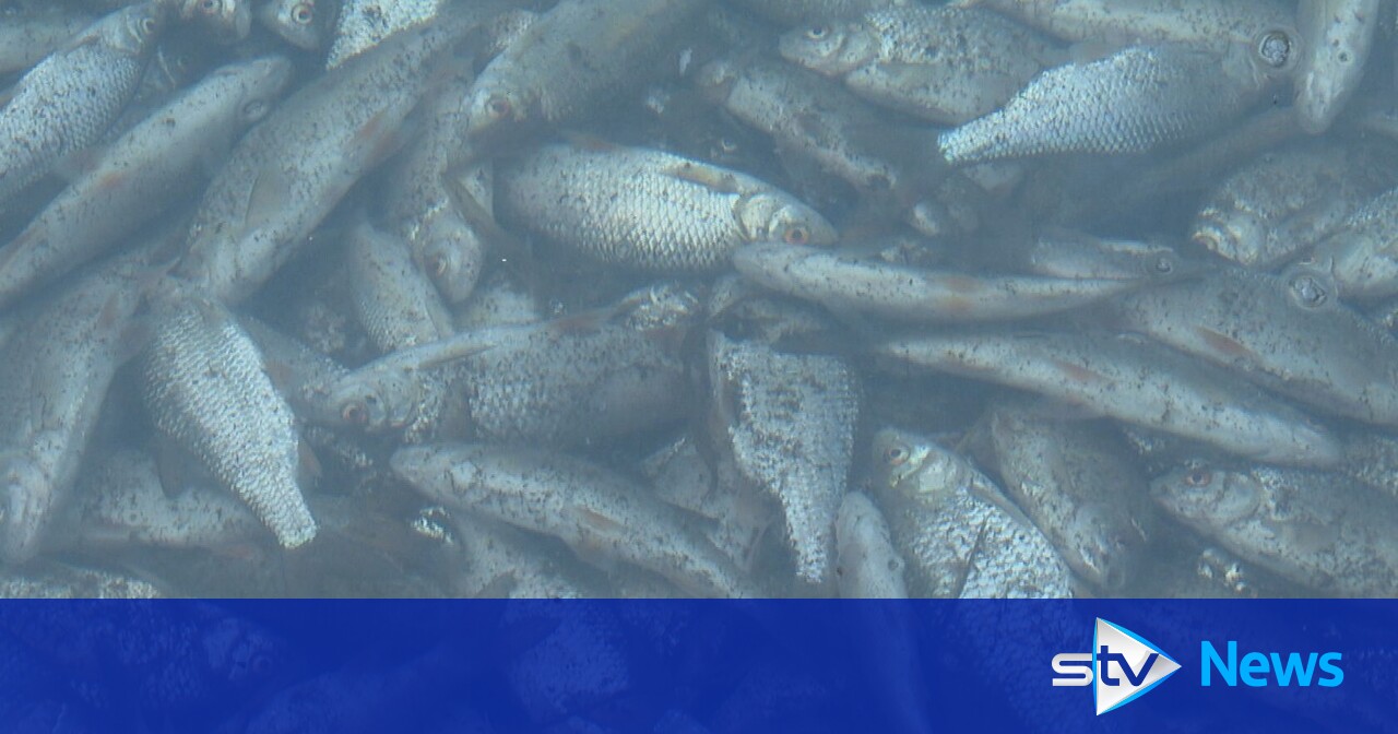 Investigation Launched After Hundreds Of Dead Fish Found In Linlithgow 