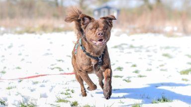 Dogs Trust urge pet owners to be wary of toxic antifreeze as temperatures plummet