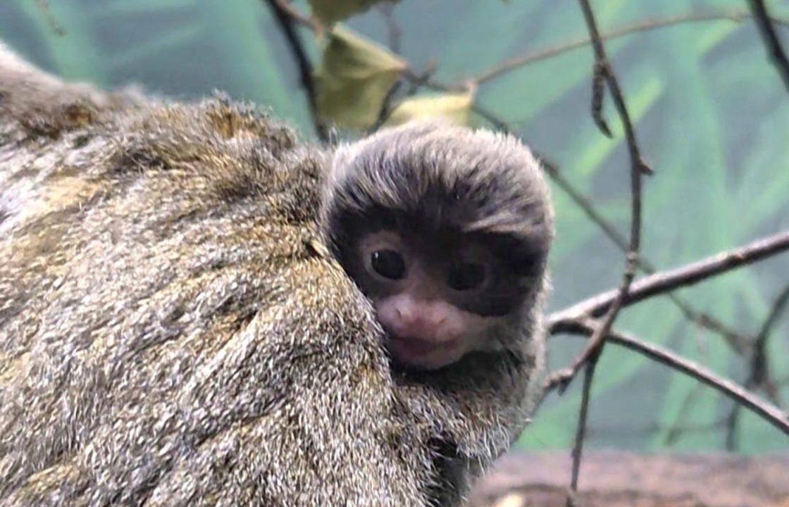 Endangered baby emperor tamarin born at Scotland’s only indoor tropical rainforest in North Lanarkshire