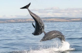 Tool developed to track dolphins by their ‘regional accent’