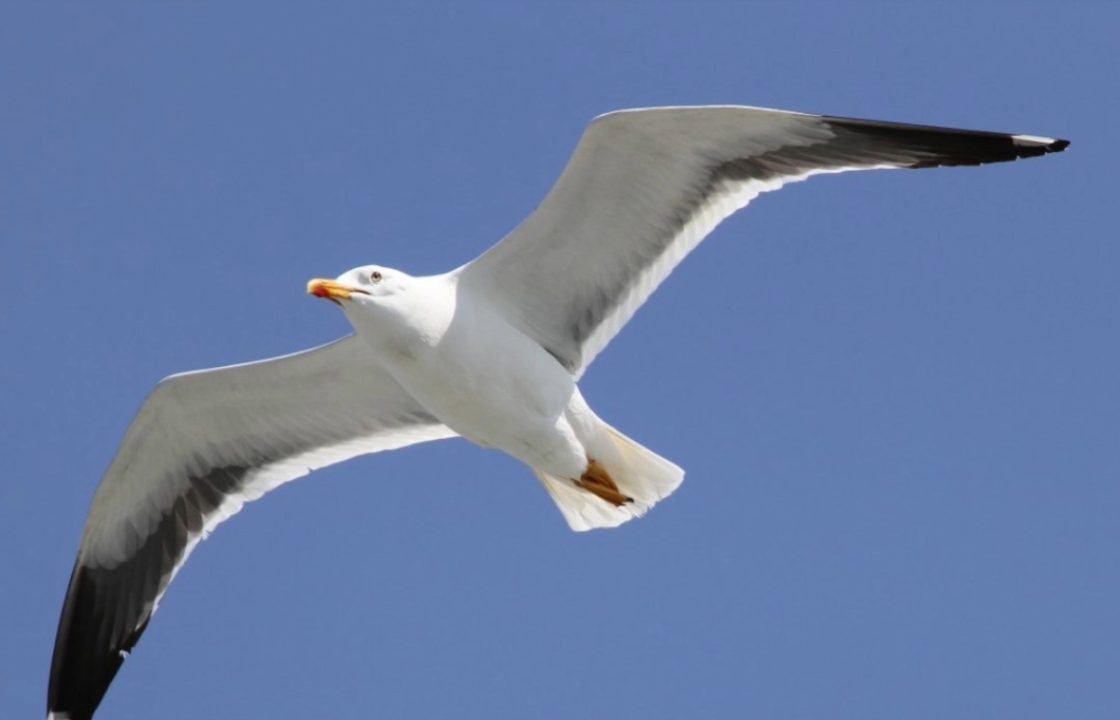 Public and businesses will have to do more to tackle reasons for seagull problems