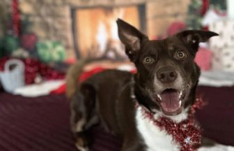 Young offenders donate handmade Christmas toys to dogs at rescue centre