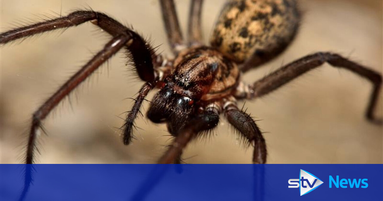 Why am I seeing more spiders in my home and how to get rid of them?